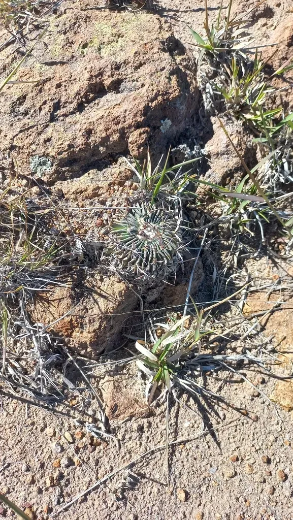 Echinofossulocactus Pentacanthus