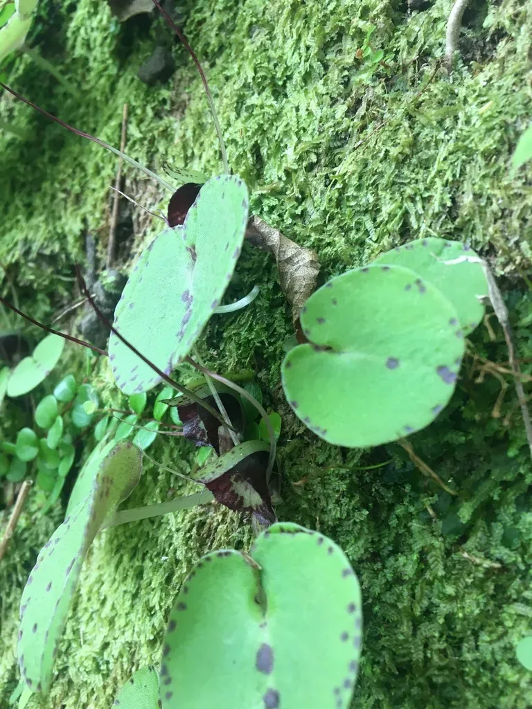 Silver-back Spider Orchid