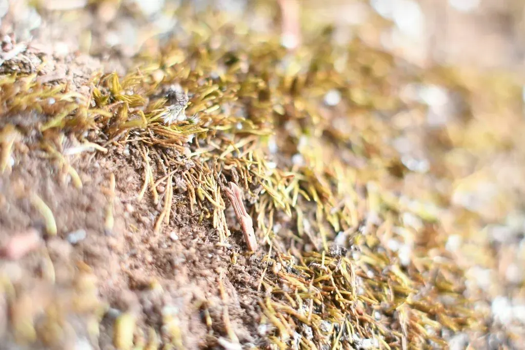 Eccremidium Pulchellum