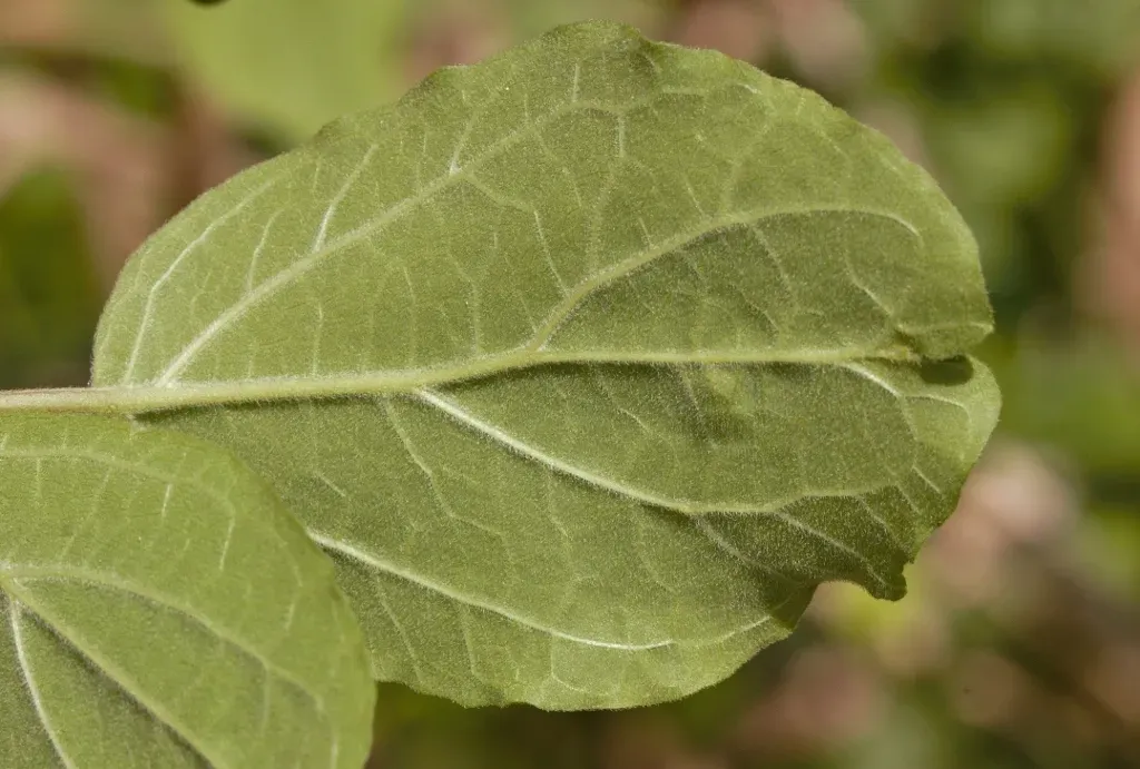 Large-leaved Skunkbush