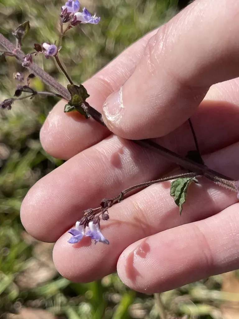 Isodon Amethystoides