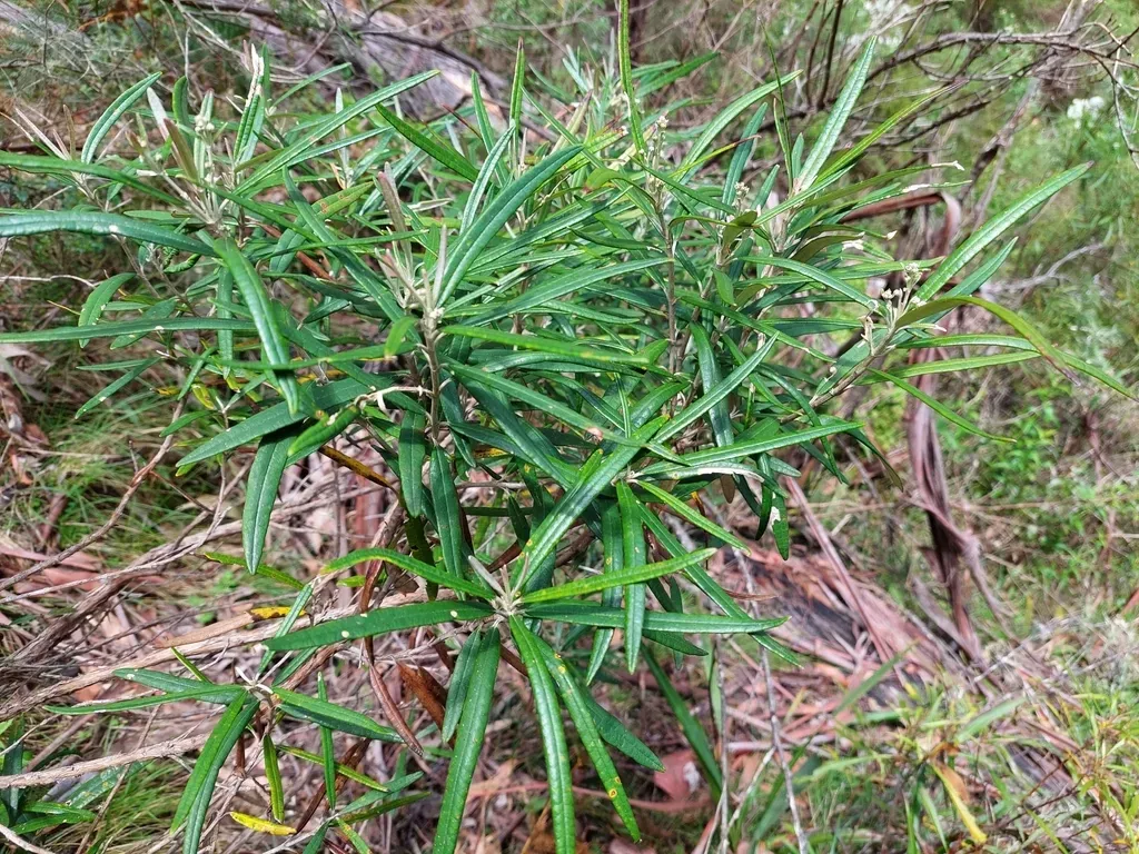 Olearia Alpicola