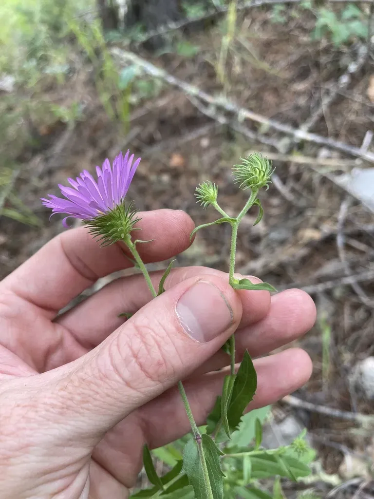 Bigelow's Tansyaster