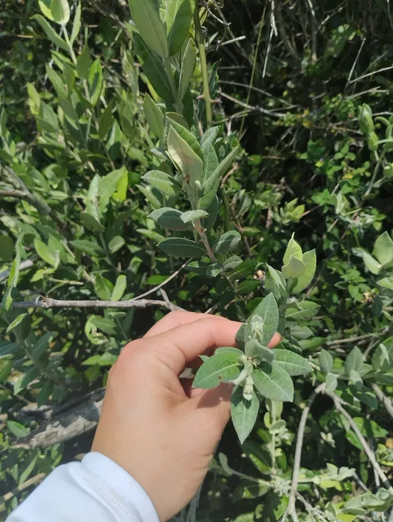 Myrceugenia Myrtoides