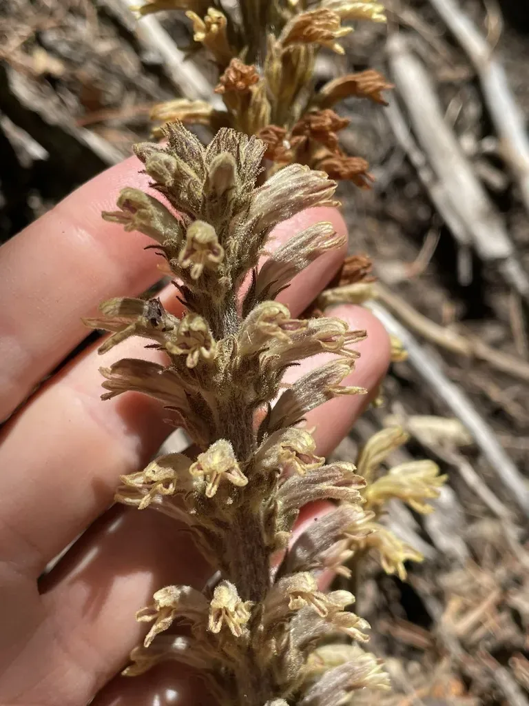 Conifer Broomrape