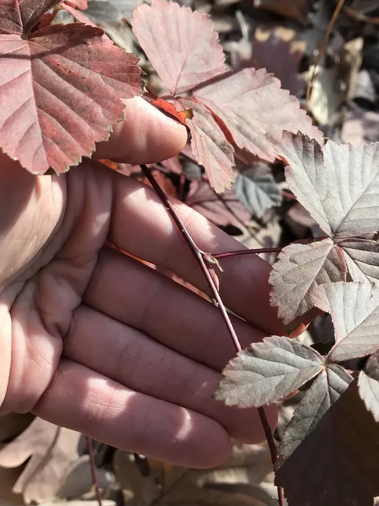 Kinnickinnick Dewberry