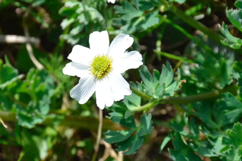Callianthemum Coriandrifolium