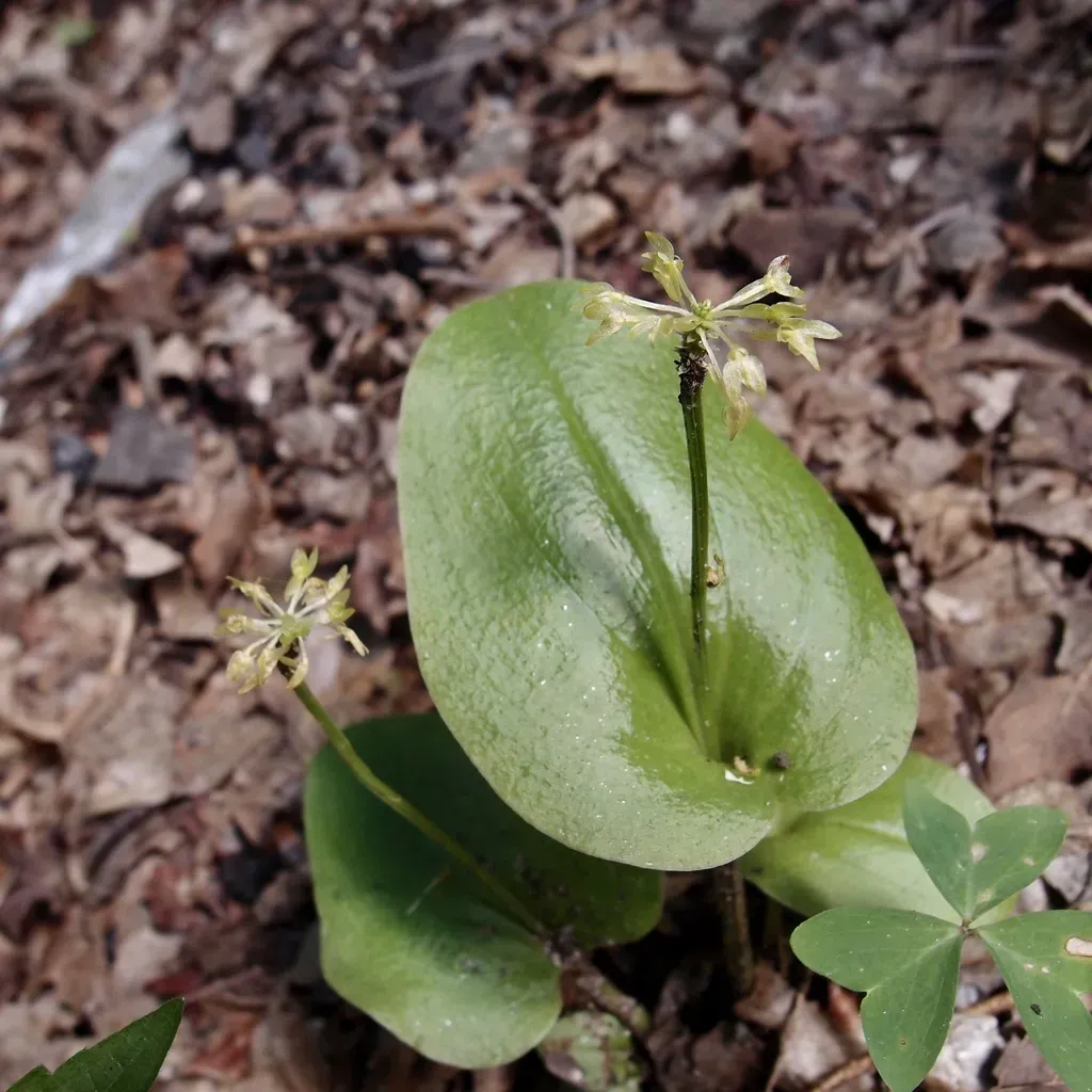Huachuca Mountain Adder's-mouth Orchid