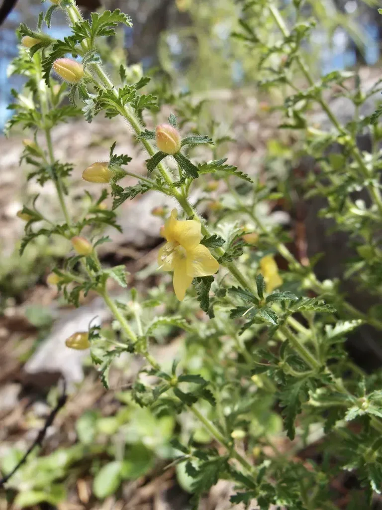 Eagle Pass Blacksenna