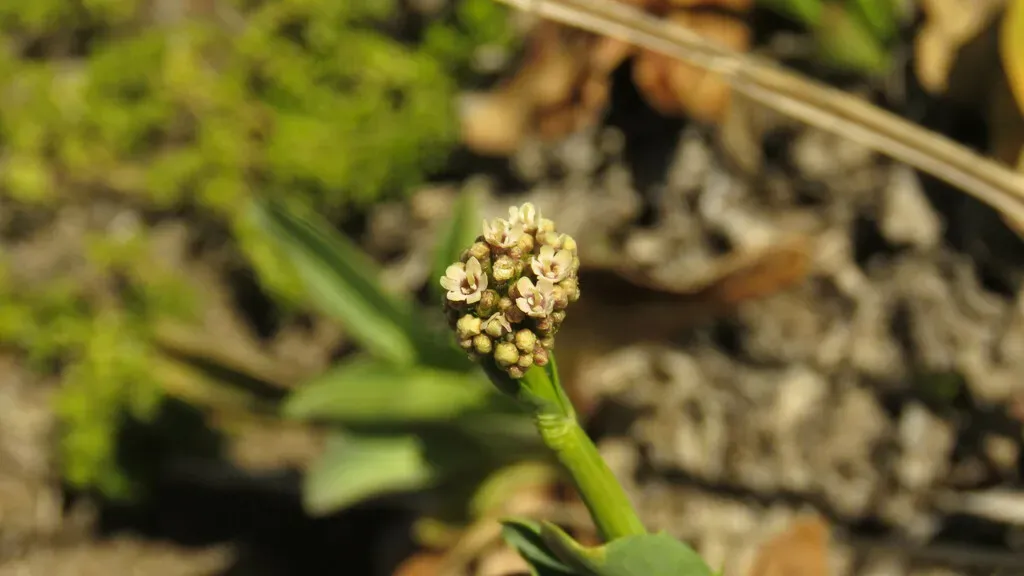 Valeriana Carnosa