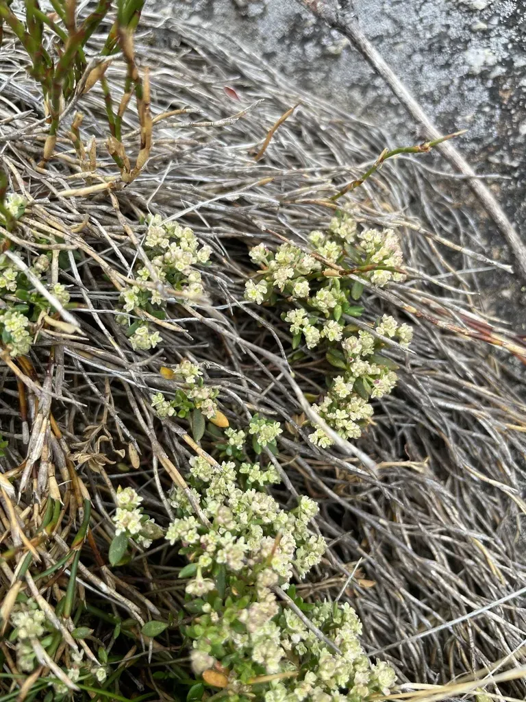 Poranthera Oreophila