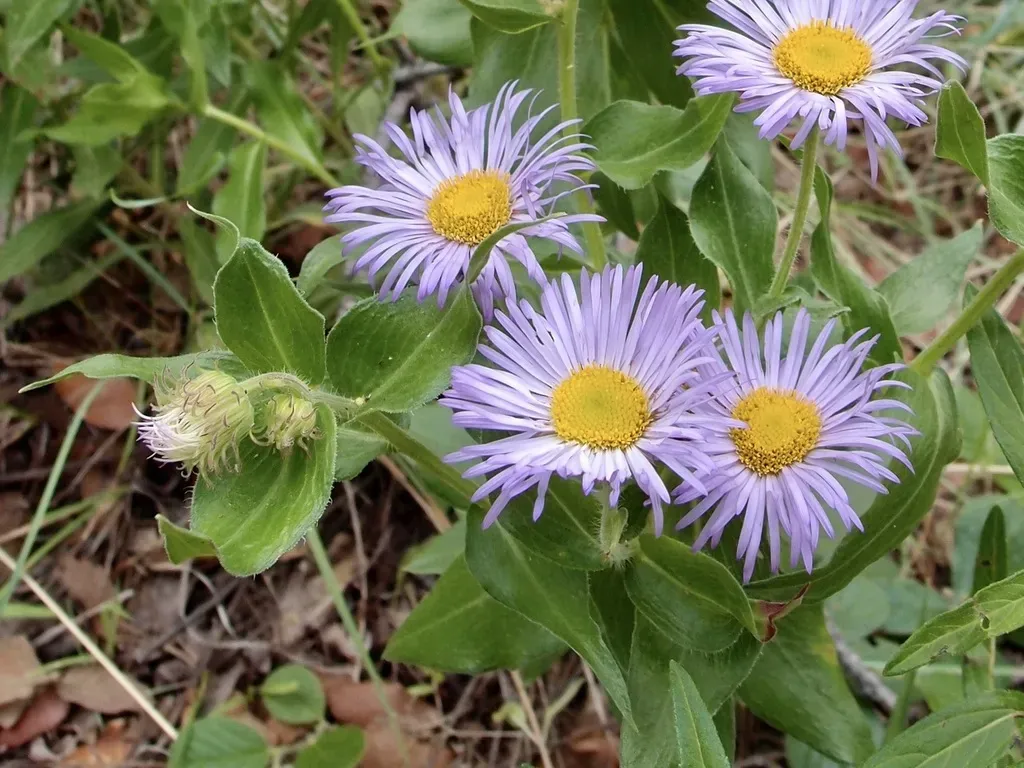 Sticky Tall Fleabane