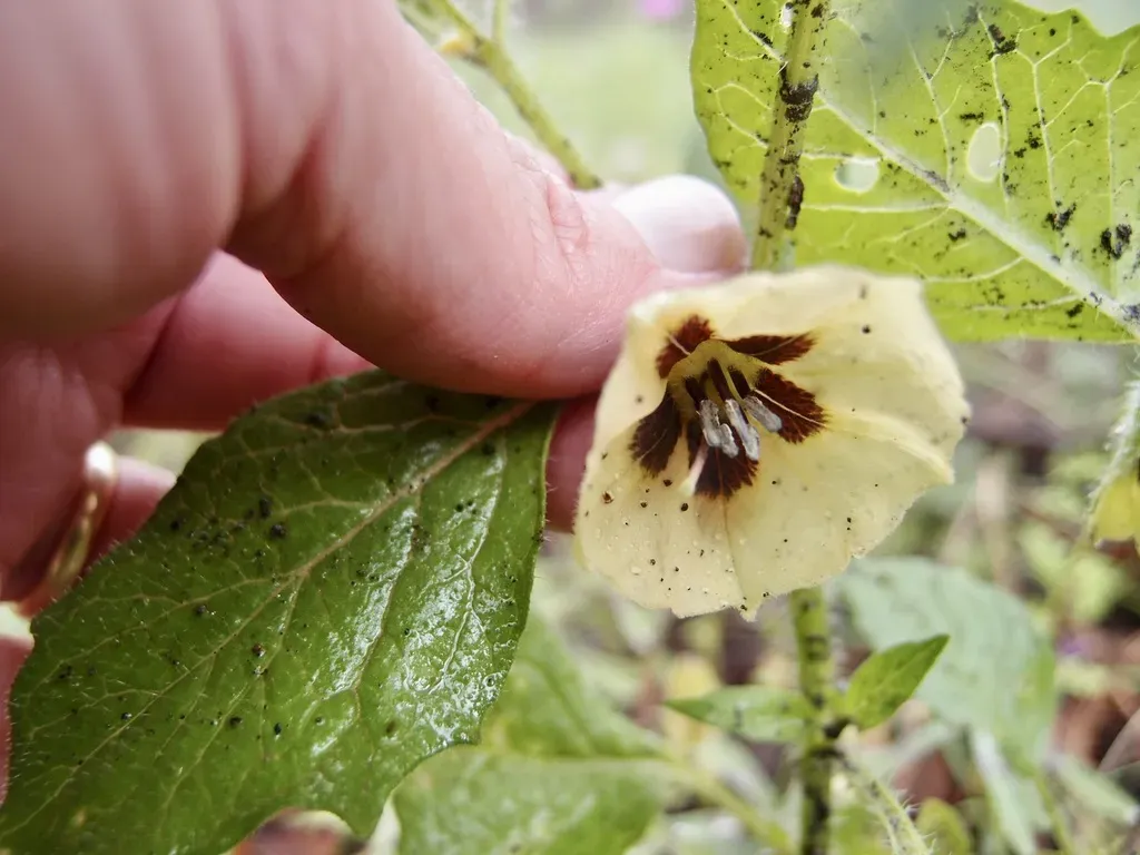 Southwestern Groundcherry