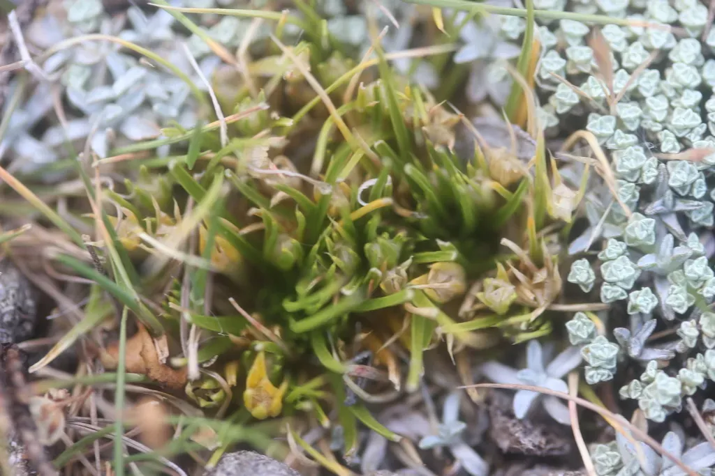 Colobanthus Strictus