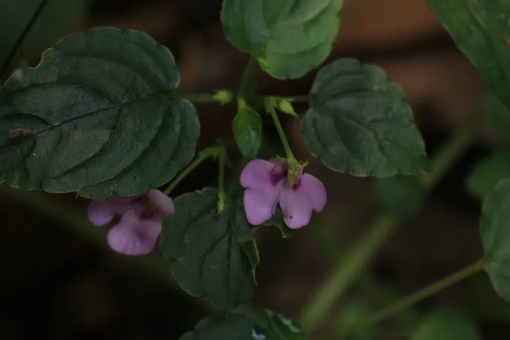 Impatiens Elegans
