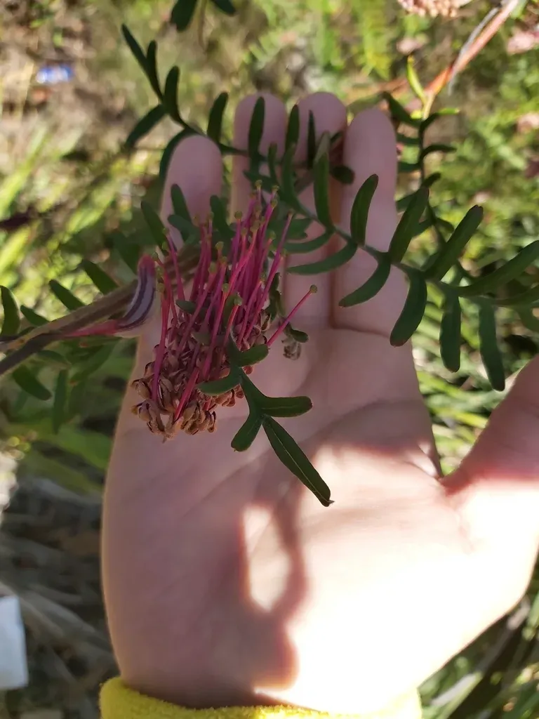 Caley's Grevillea