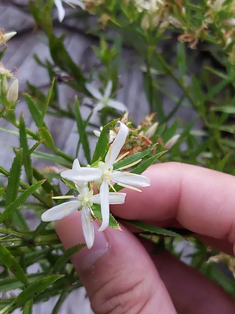 Glischrocaryon Lucasii