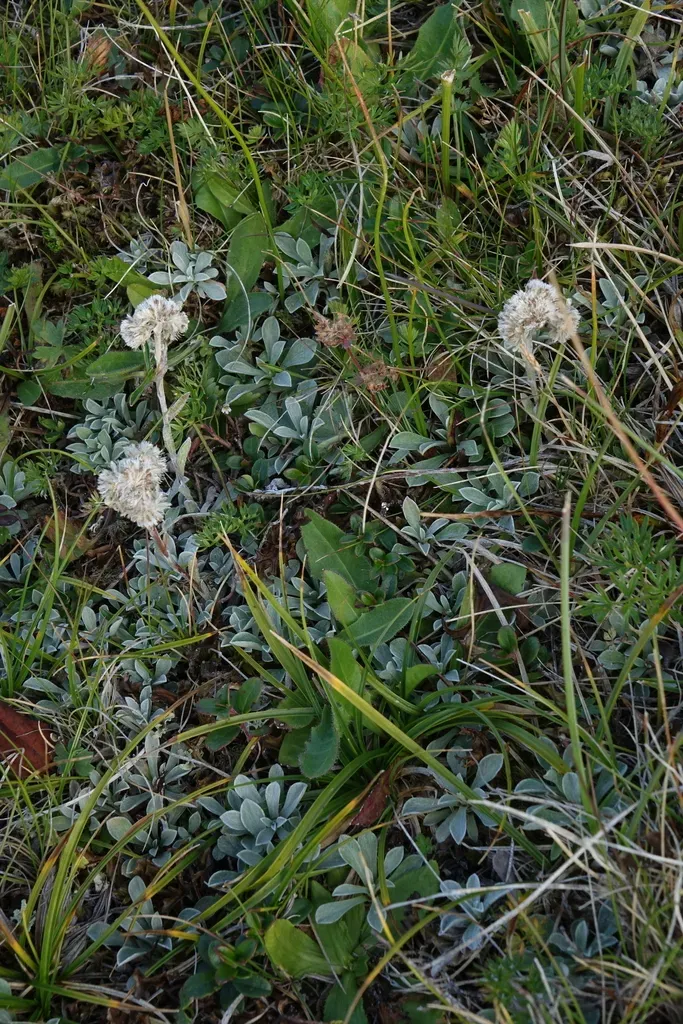 Antennaria Caucasica