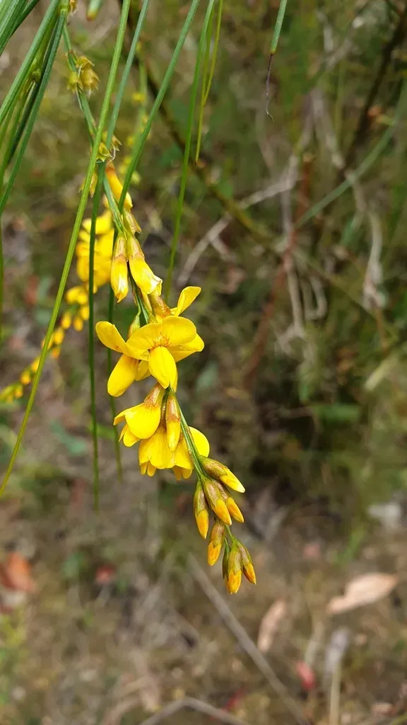 Native Broom