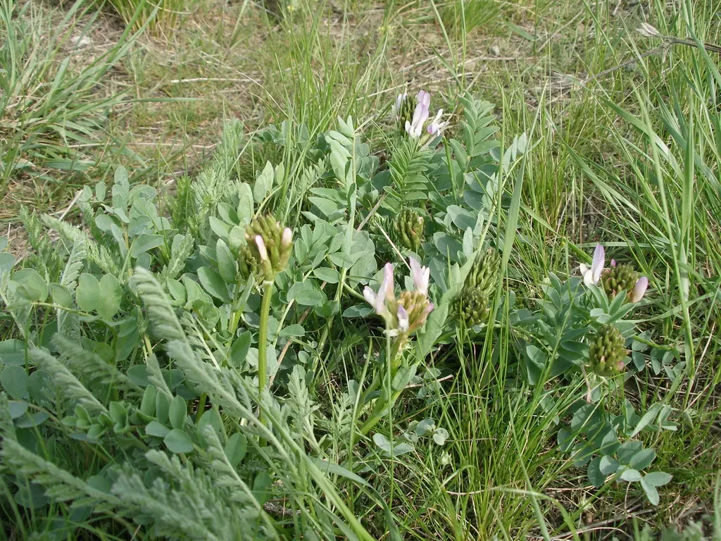 Astragalus Physocarpus