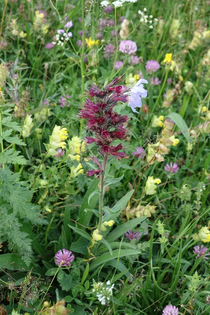 Red-flowered Viper's Grass