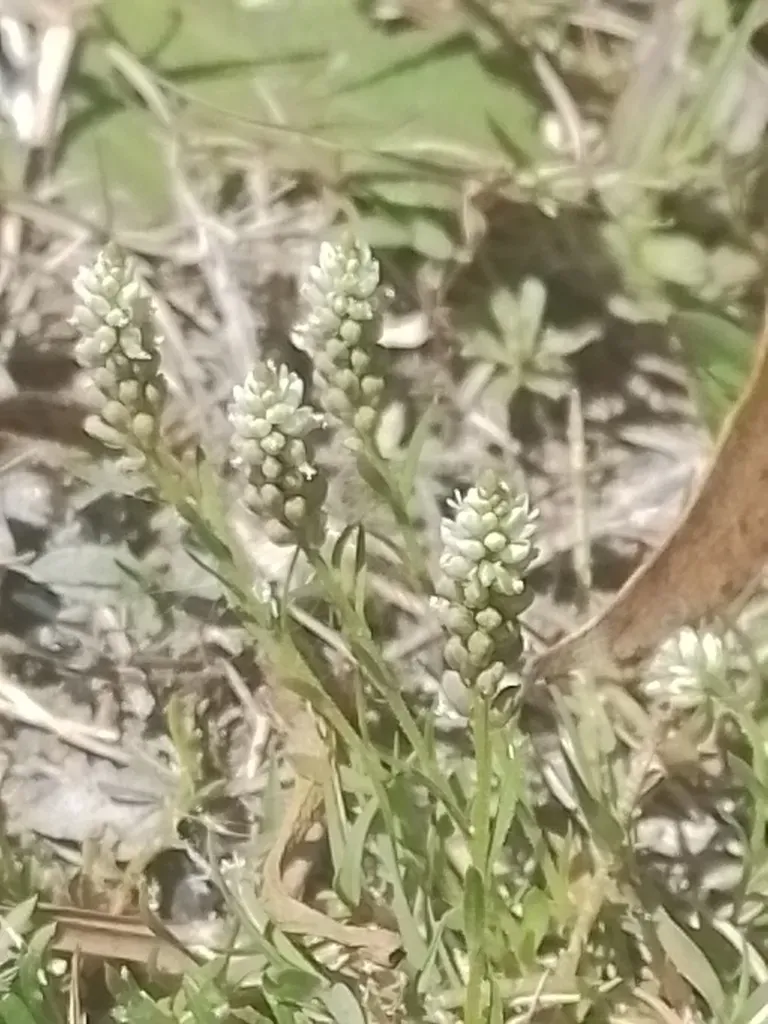 Senega Australis
