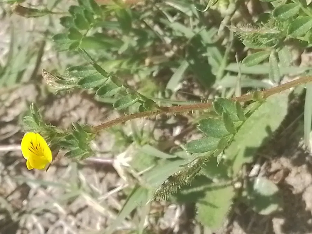 Adesmia Securigerifolia