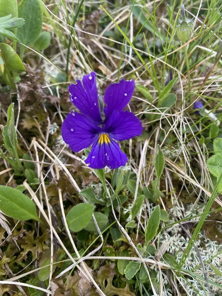 Viola Oreades