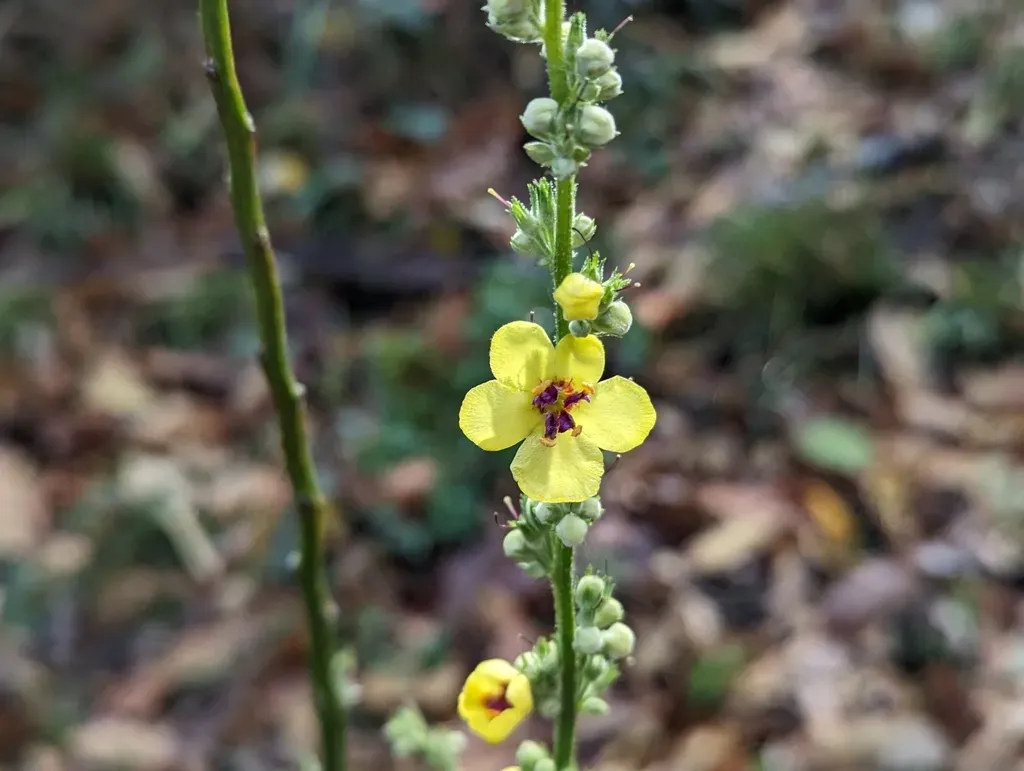 Nettle-leaved Mullein