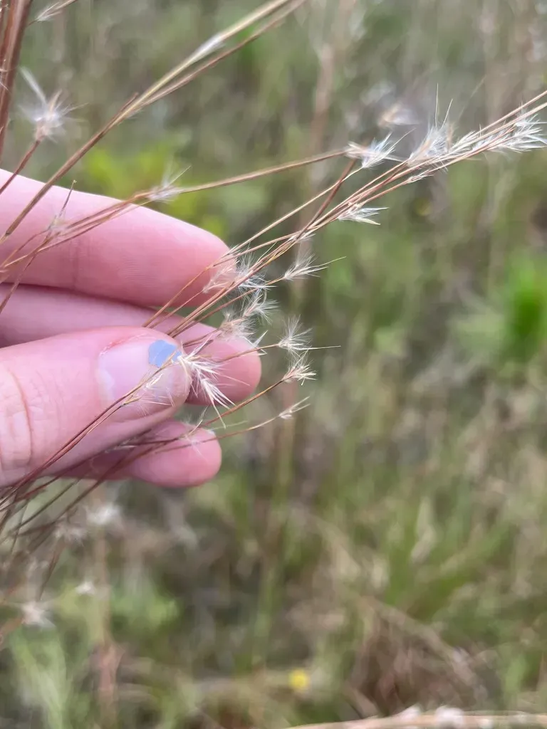 Creeping Little Bluestem