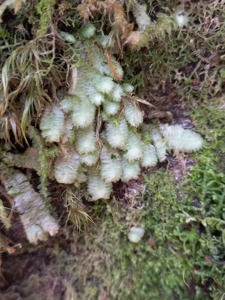 Schistochila Ciliata