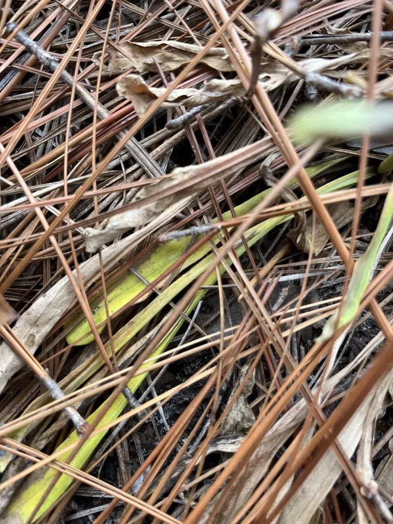 Sandywoods Chaffhead