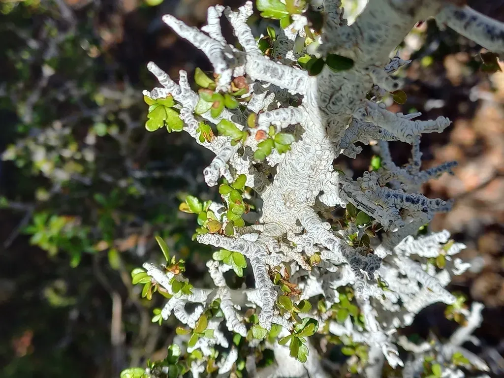 Pittosporum Rigidum