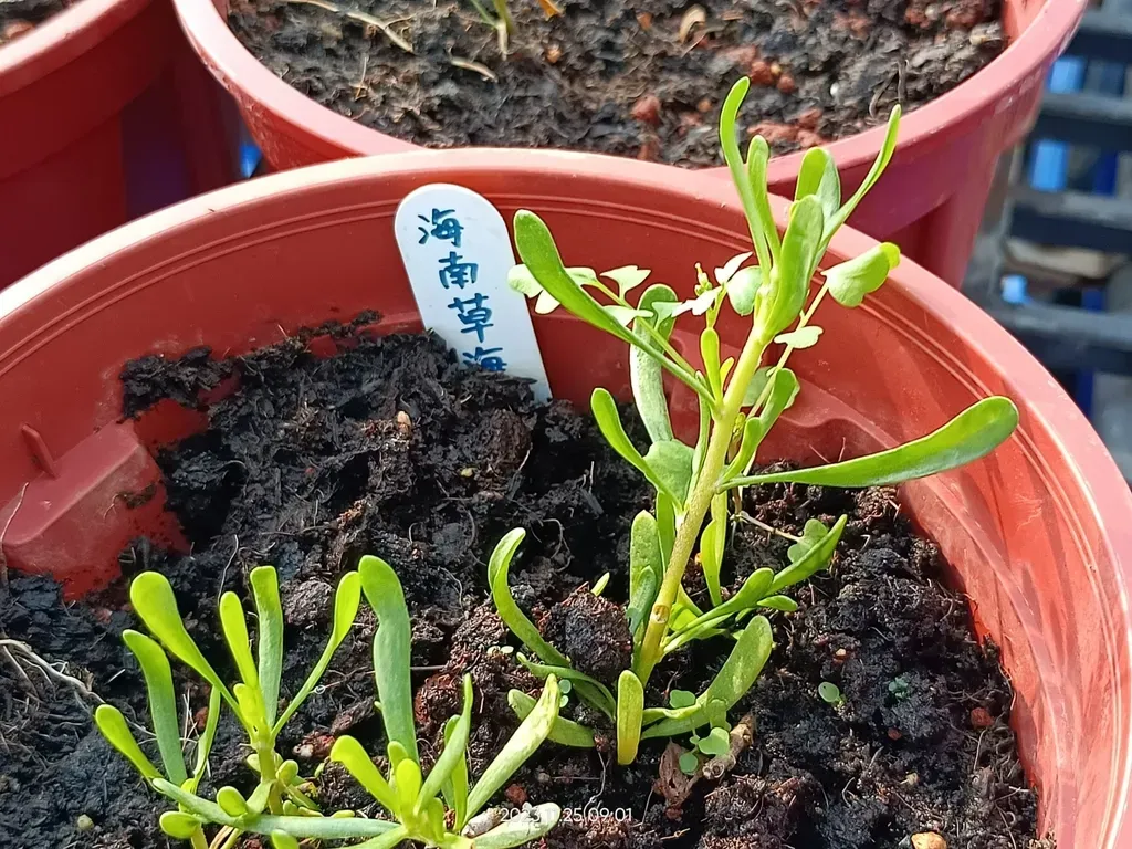 Scaevola Hainanensis