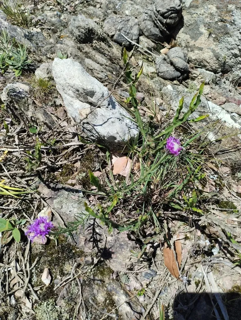 Lessingianthus Brevifolius
