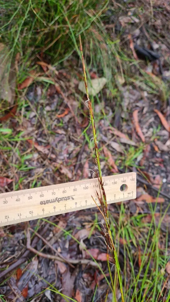 Cyathochaeta Diandra