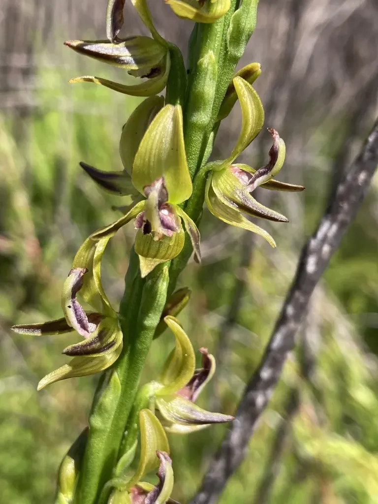 King Leek Orchid