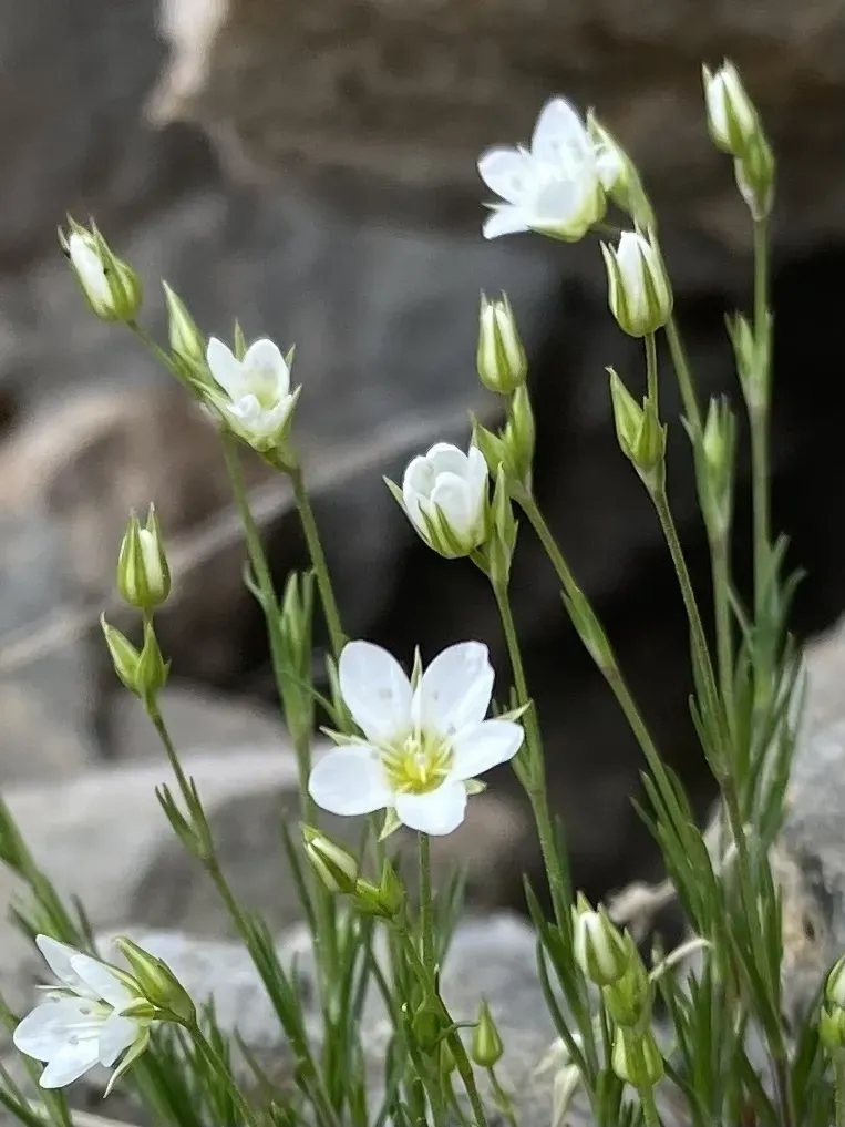 Minuartia Buschiana