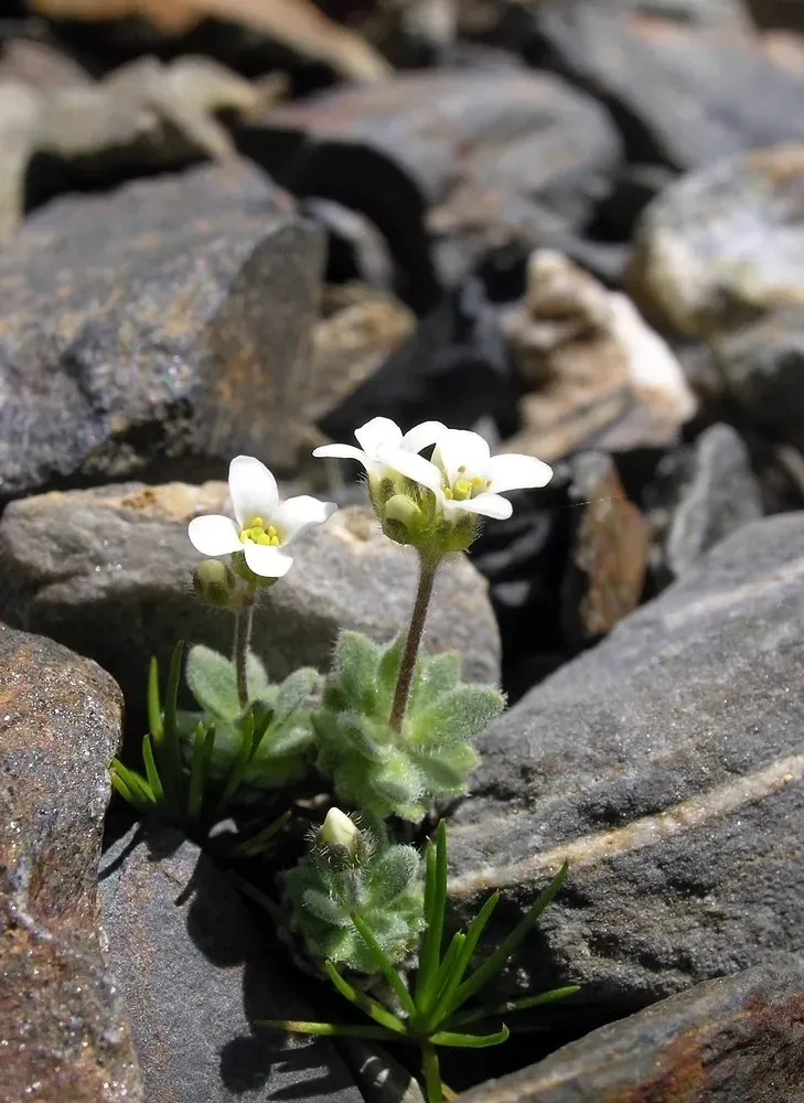 Draba Subnivalis