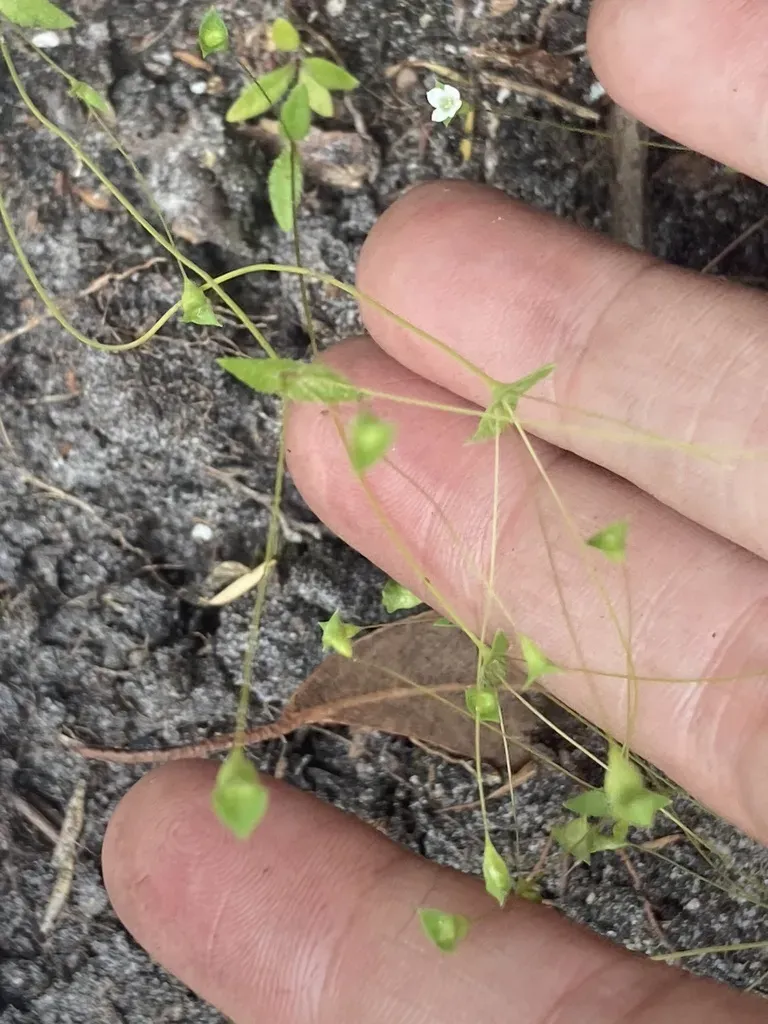 Phyllangium Paradoxum