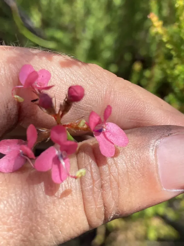 Rhizomatous Reed Triggerplant