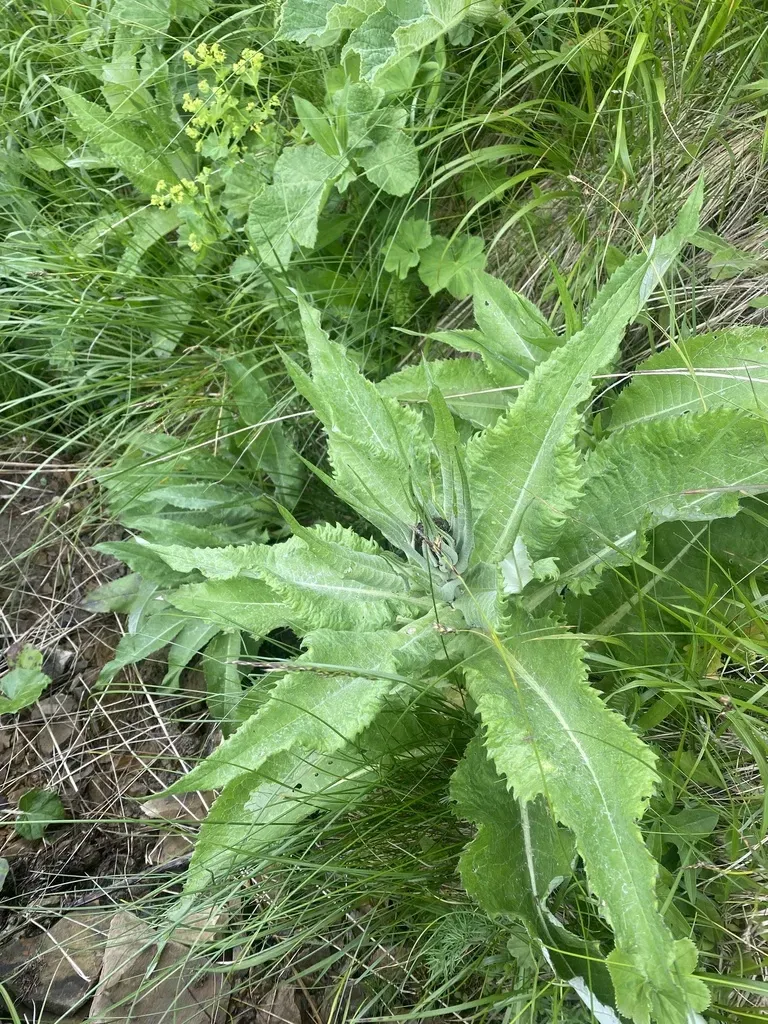 Cirsium Dealbatum