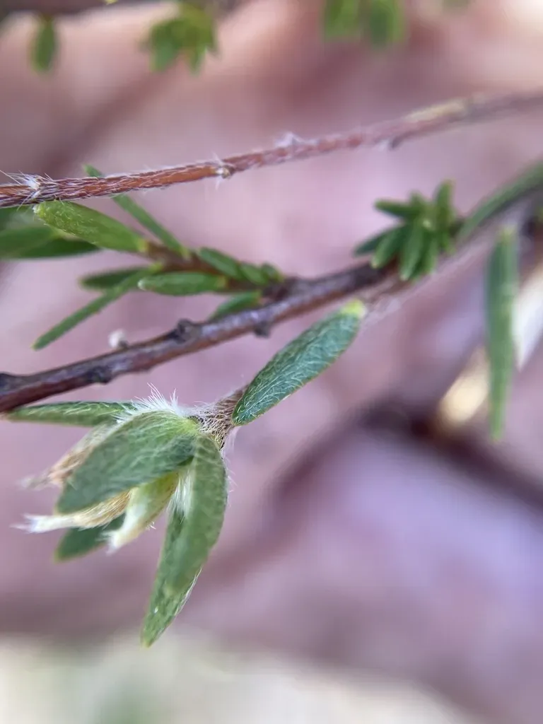 Pimelea Longiflora