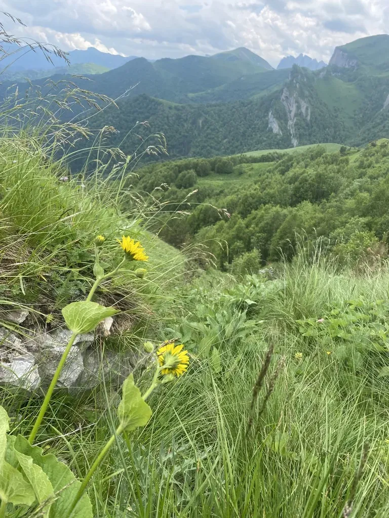 Doronicum Macrophyllum