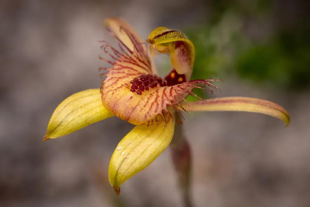 Dancing Spider Orchid