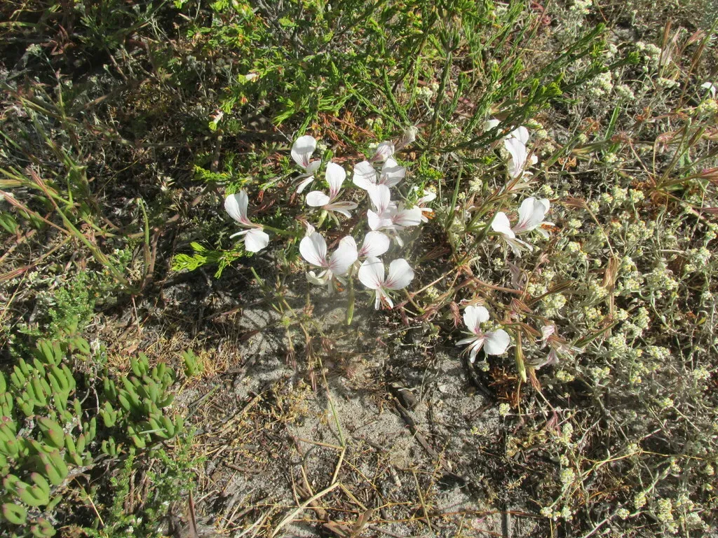 Dune Pelargonium