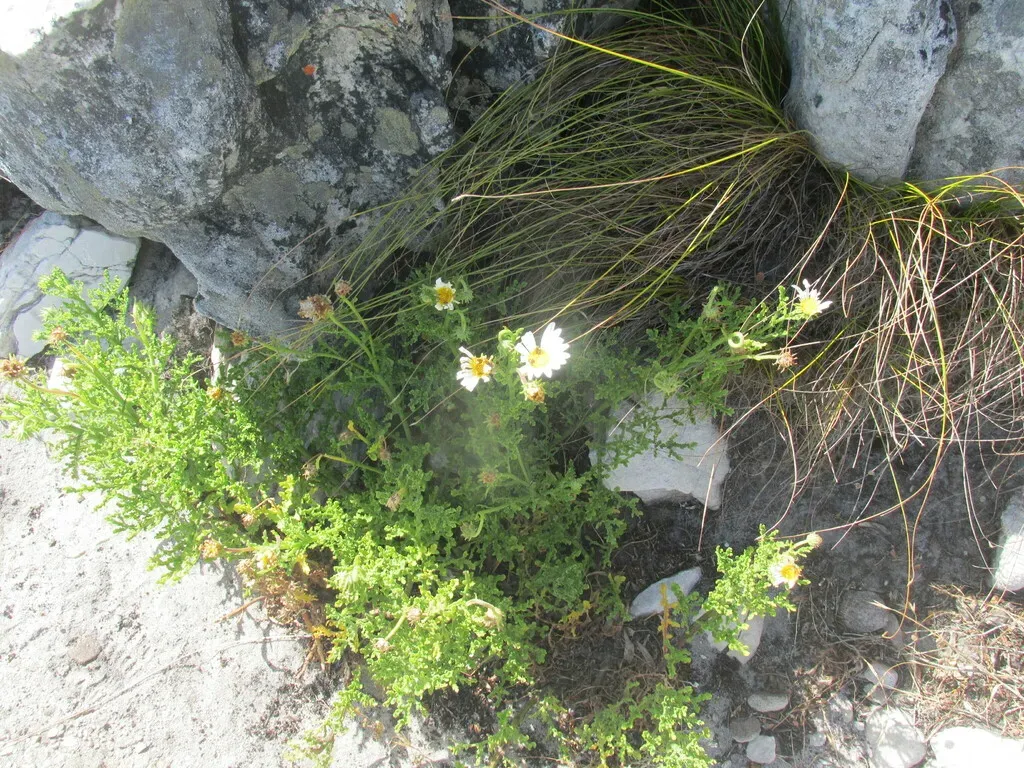White-flowered African-daisy