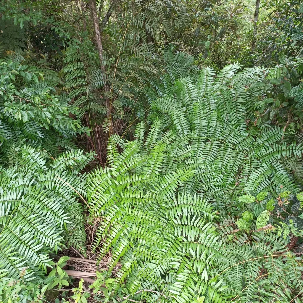 Cyathea Feeana