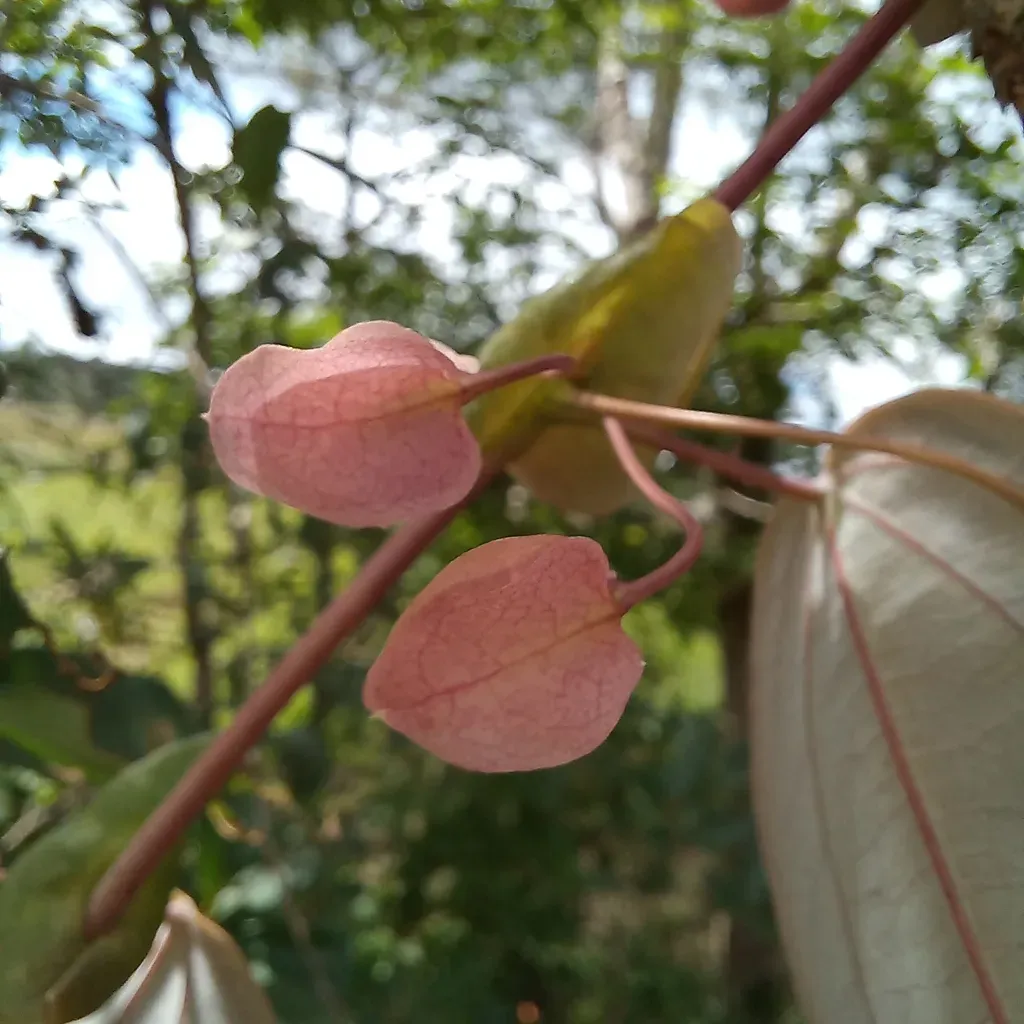 Passiflora Mediterranea
