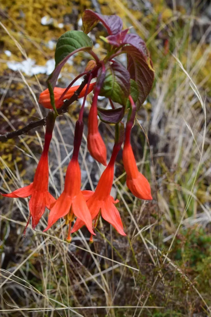 Fuchsia Tunariensis